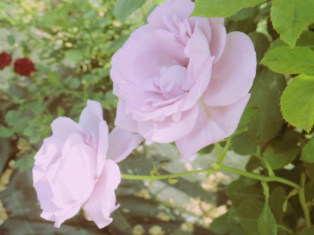 つるブルー・ムーン２