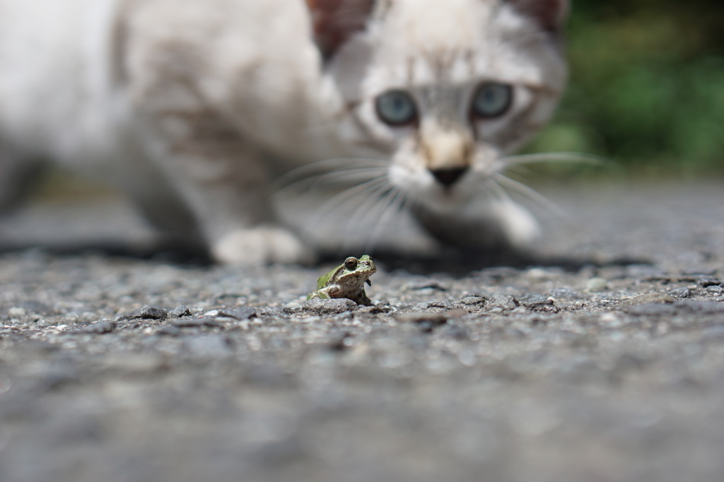 志村！うしろ！！！！