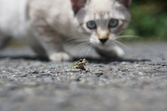 志村！うしろ！！！！