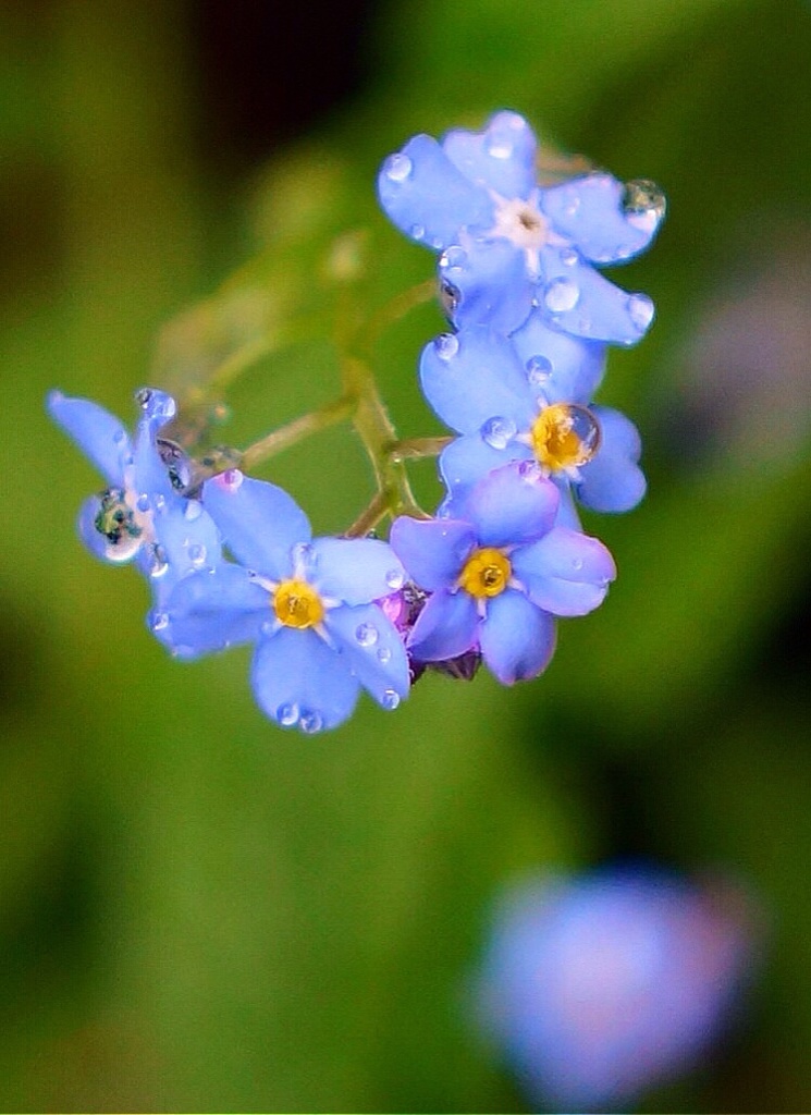 なんて花？