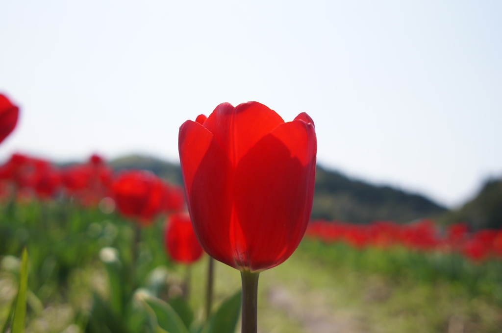 チューリップフェスタ