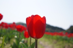 チューリップフェスタ