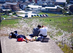 サクラ