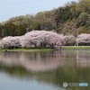 水辺の桜