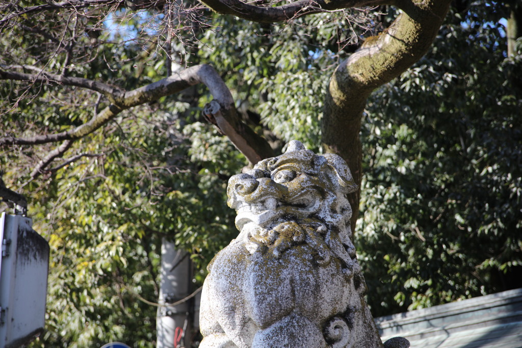 秩父神社の狛犬(左)