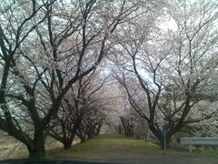 桜咲く