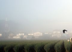 朝霧３