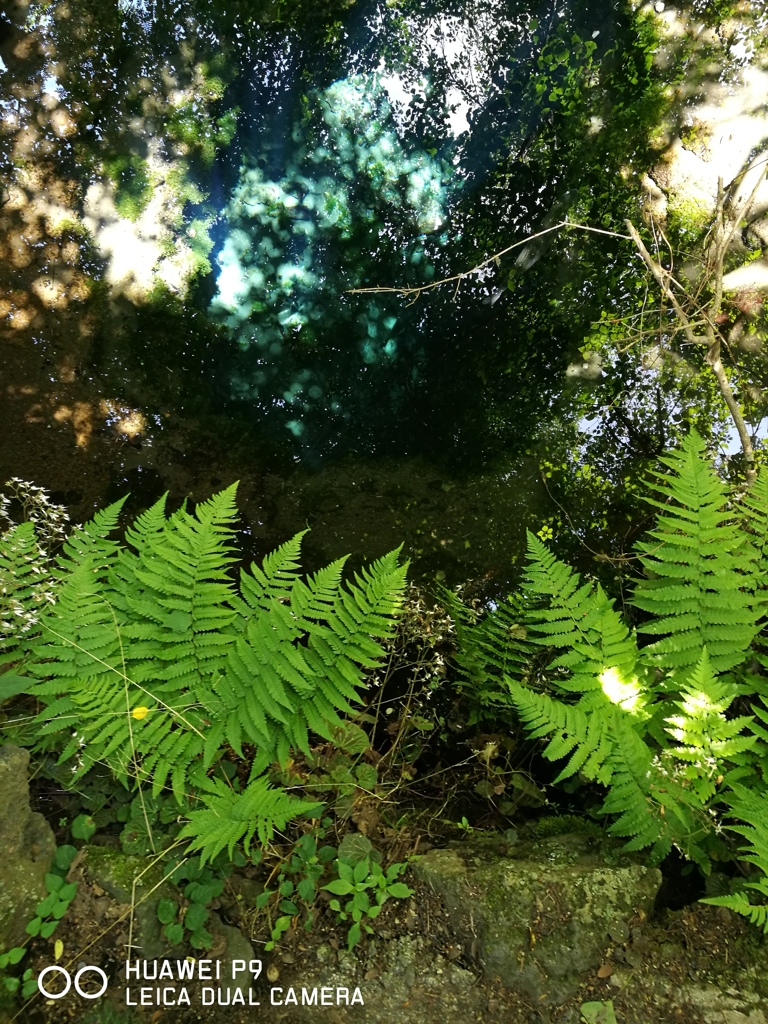 忍野八海お釜池