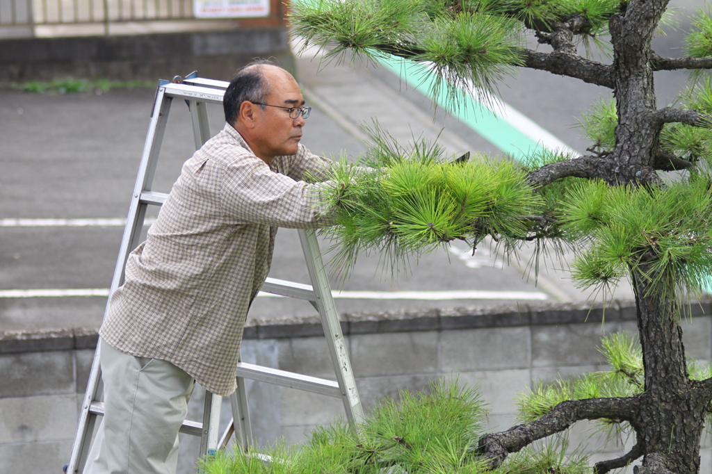 植木のお手入れ
