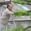 植木のお手入れ