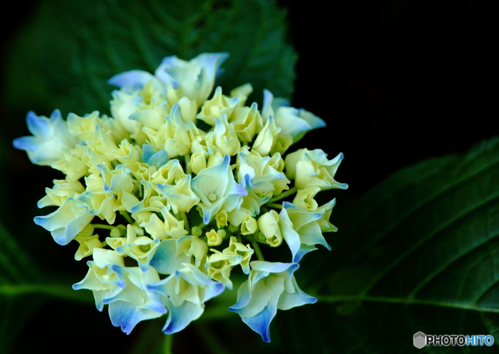 紫陽花もいろいろ