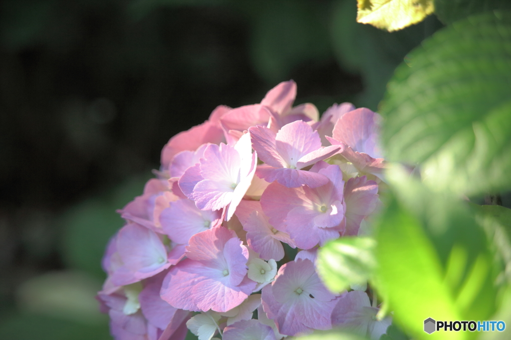 紫陽花の咲くころ