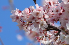 青空に桜