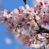 青空に桜