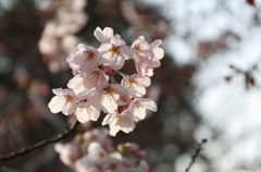 桜　咲く