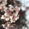 桜　咲く