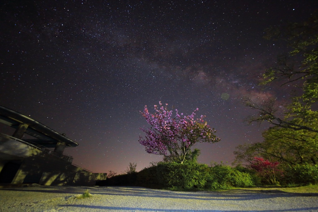 八重桜と天の川と