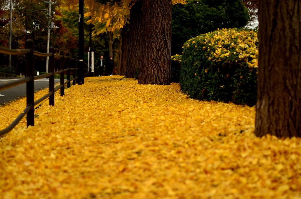 yellow line