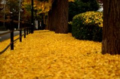 yellow line
