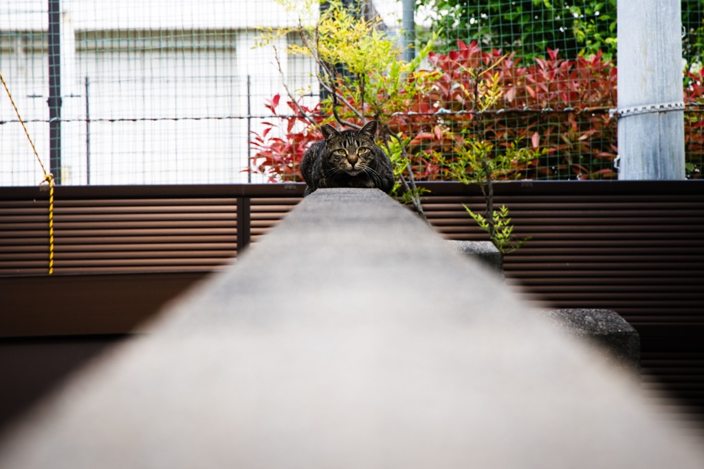 お猫様