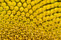 ひまわりの花