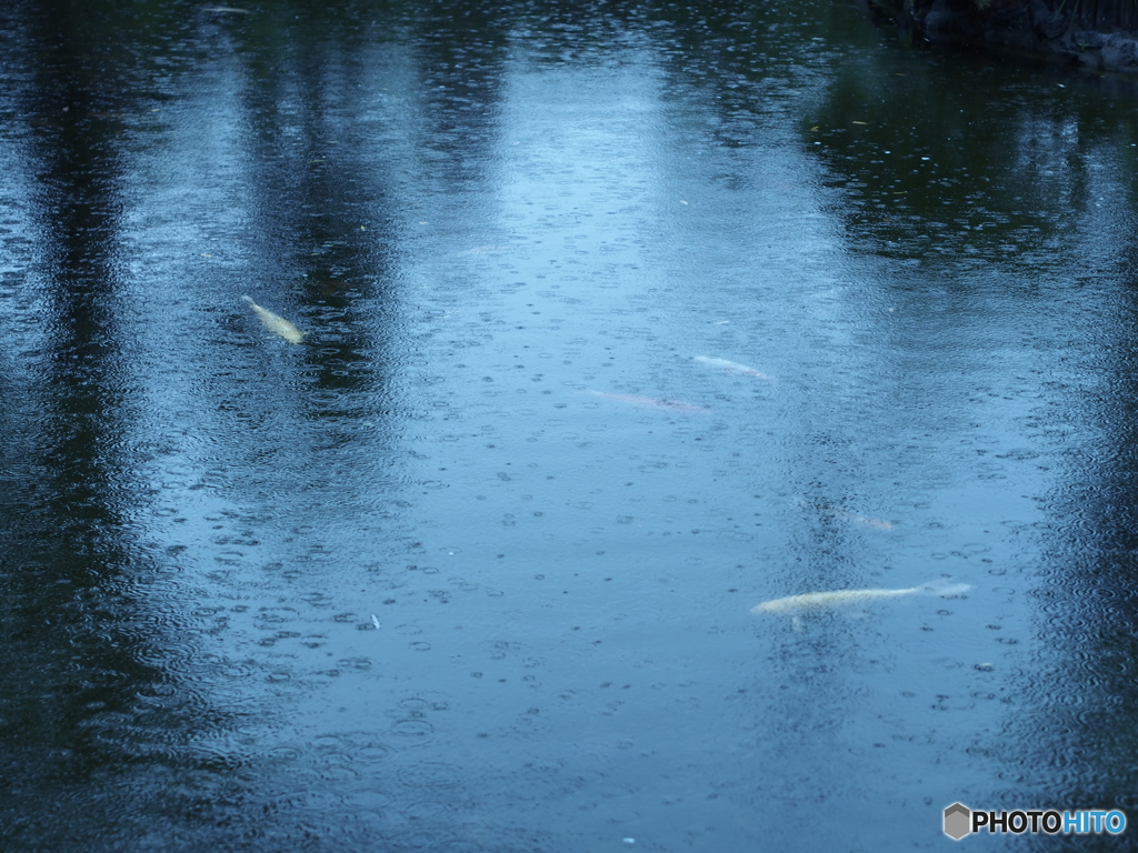 雨