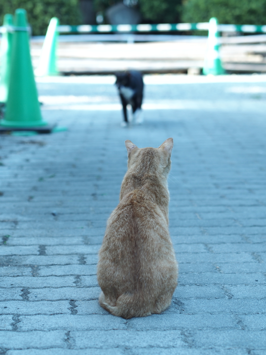 ヤツが来る