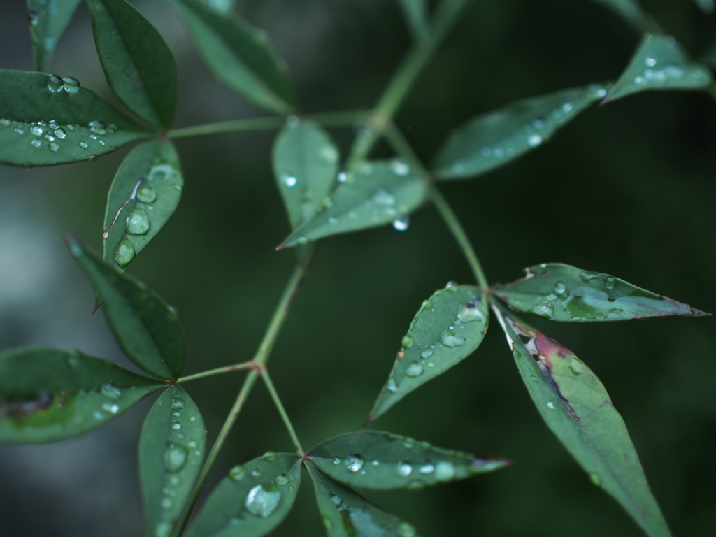 雨の後