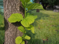 P5230051