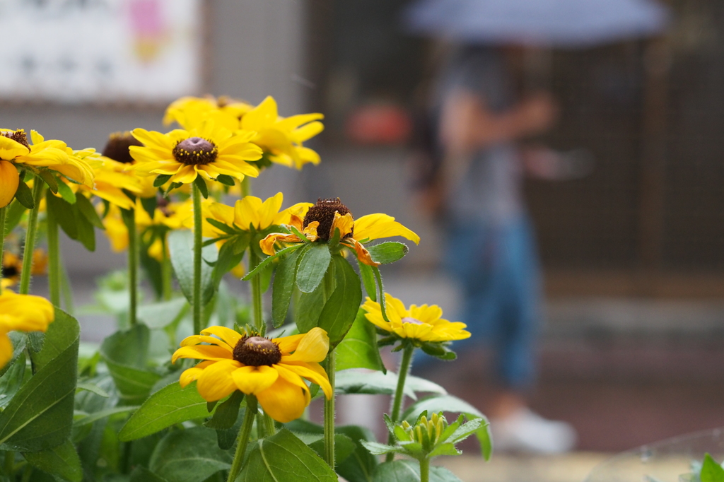 雨宿り