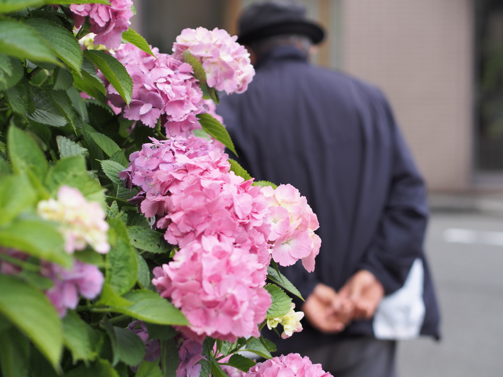 紫陽花とおじいちゃん