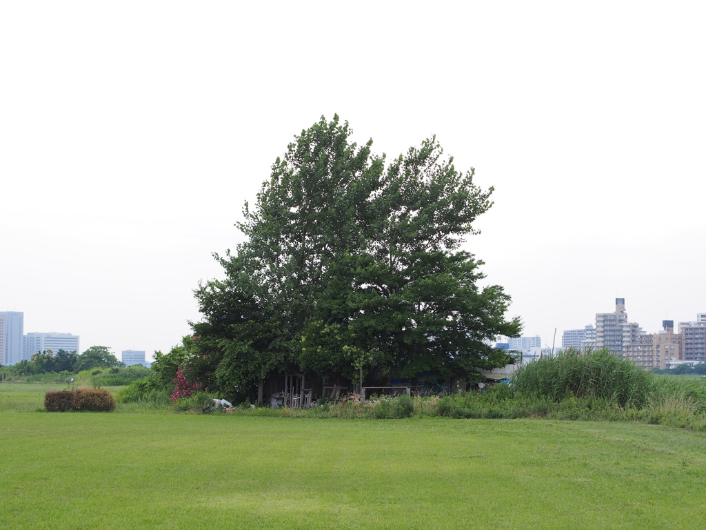 木に覆われた家