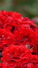 深紅