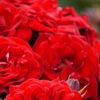 深紅