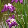菖蒲に赤とんぼ