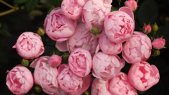 薔薇が咲いた～♪