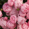 薔薇が咲いた～♪