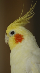 うちのイケメン
