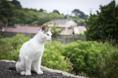 猫島　その4