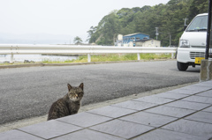 猫島　その2