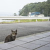 猫島　その2