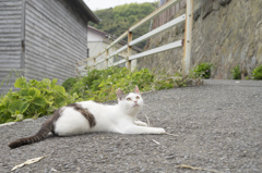 猫島　その5