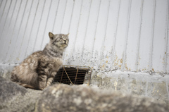 猫島　その6