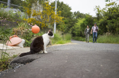 猫島　その１