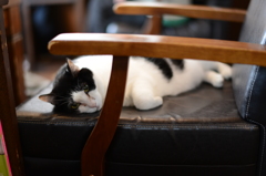 椅子の上の猫