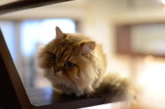 階段の猫