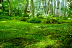 苔の草原