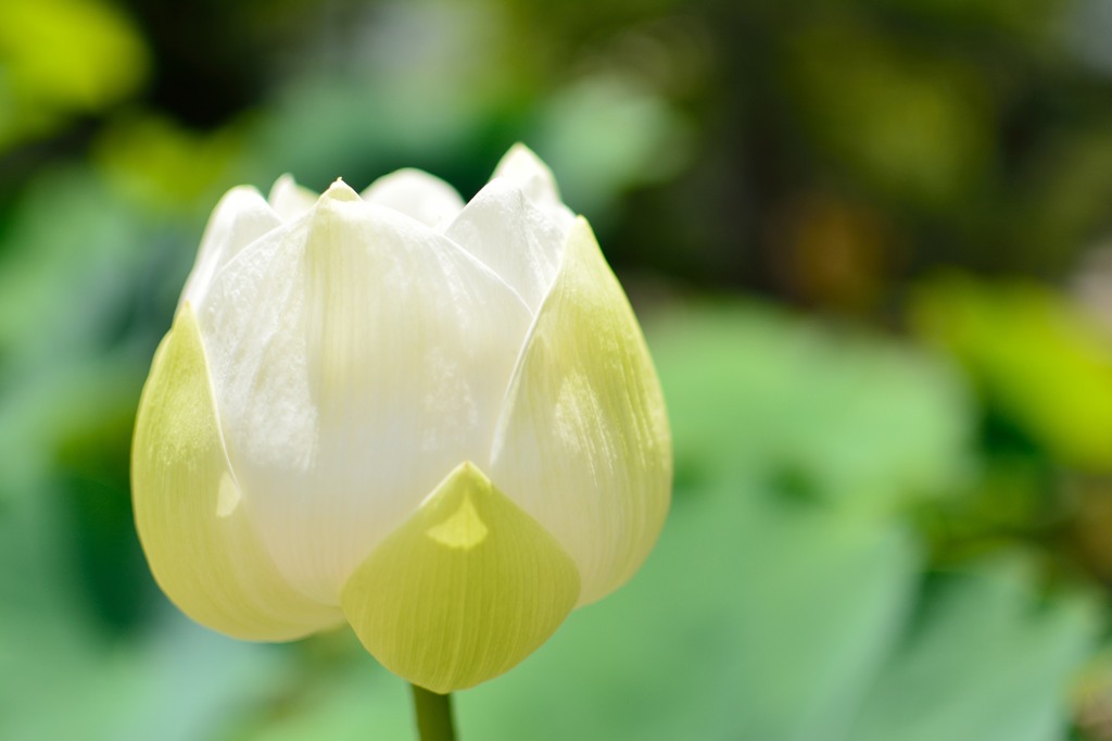 蓮の花