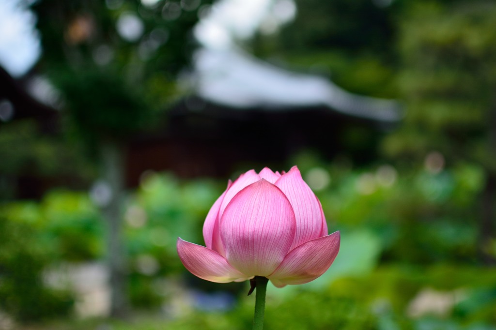 蓮の花
