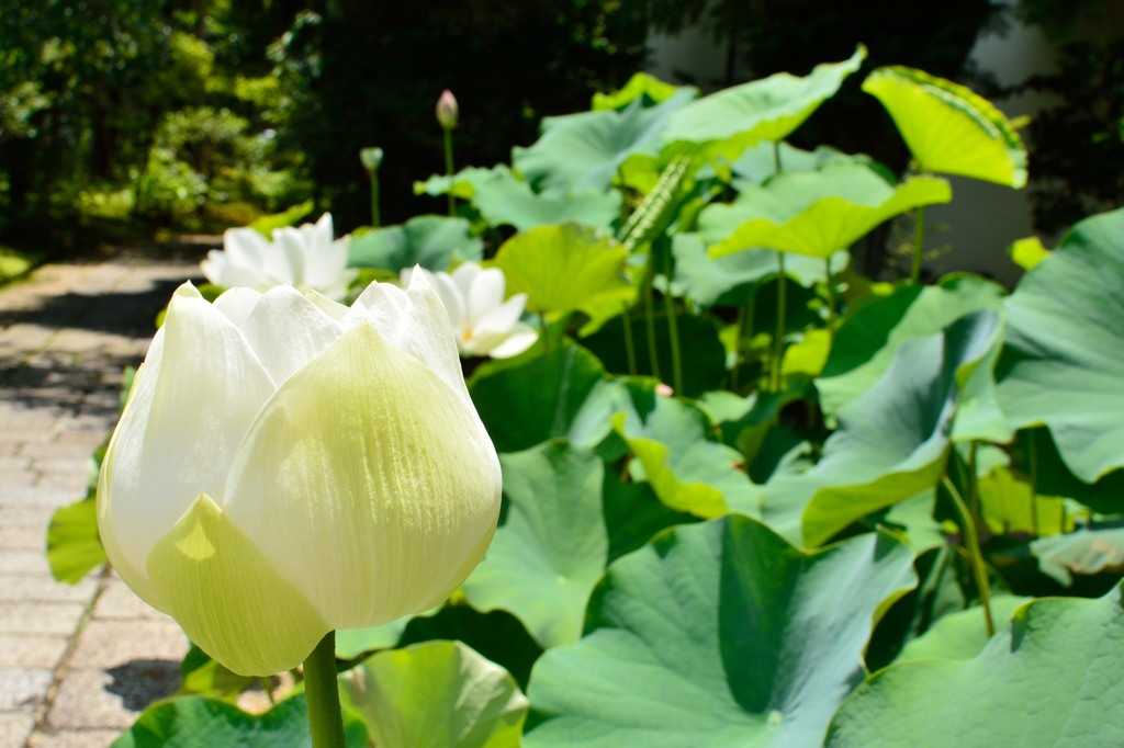 蓮の花